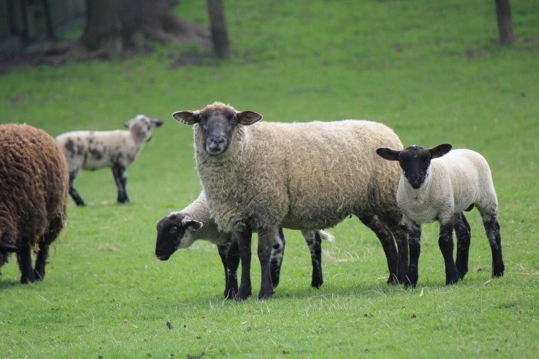 In Death Was Atonement Made